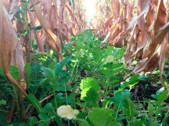 Cover Crops: A Fix For Your Waterlogged Acres