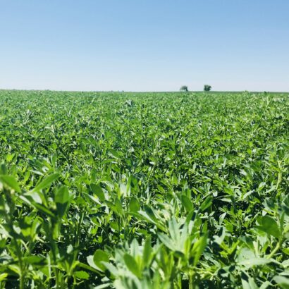 Establishing your alfalfa stand this fall