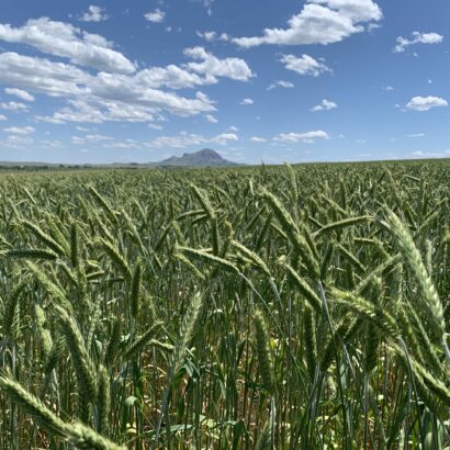 Trit-uh-kale or Trit-uh-kay-lee: The Triticale Controversy