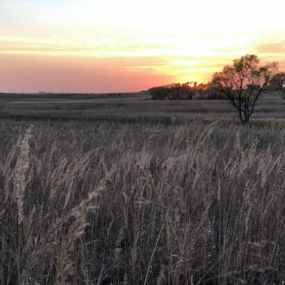 A Resurgence in Native Seedings