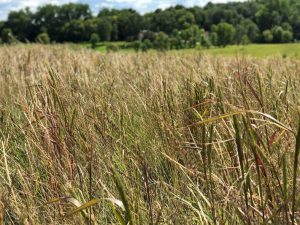 Native Grass Seed for Sale - Little Country Native Mix