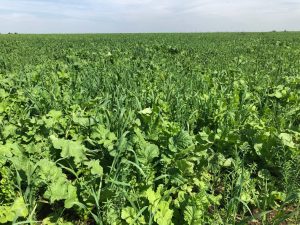 Summer Cover Crops - Nutrient Builder