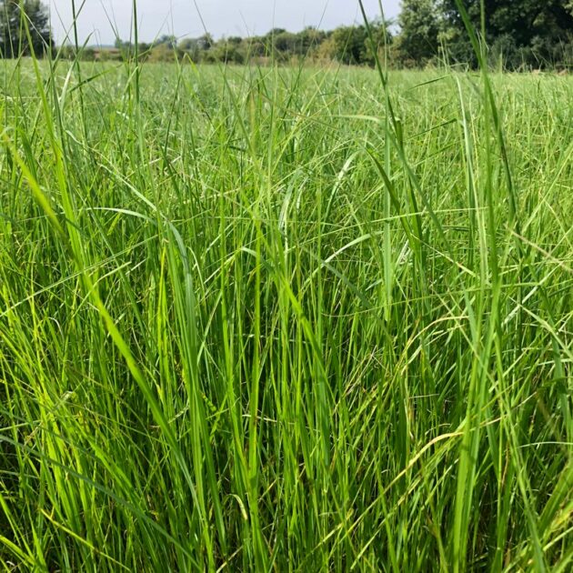 Teff Grass