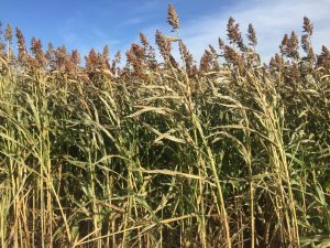 Forage Sorghum Seed for Sale - Bunker Buster