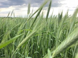 Cereal Rye Seed