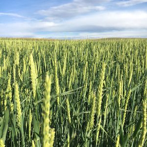 Barley Seed - Forage Barley