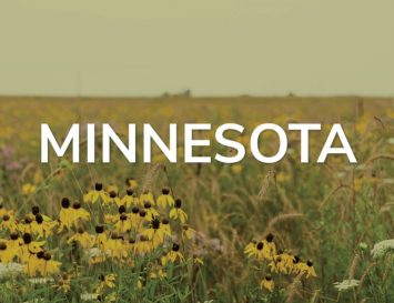 Buy Minnesota CRP Seed Mixes for the CRP Program - Renovo Seed