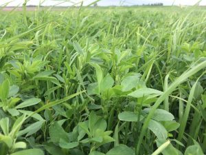 Alfalfa Grass Mix Seed - The Stockman