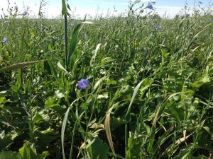 Fall Cover Crops - The Producer