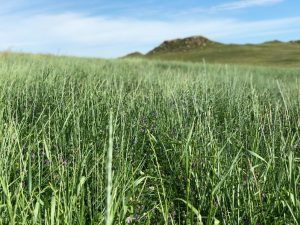 Alfalfa Grass Seed - Creeping Alfalfa