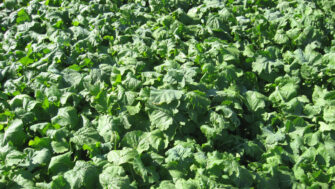 What’s Next After Small Grain Harvest? Cover Crops