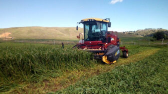 Nitrates & Prussic Acid in Annual Forages