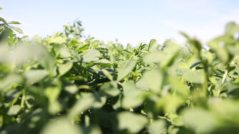 Winter Grazing Alfalfa