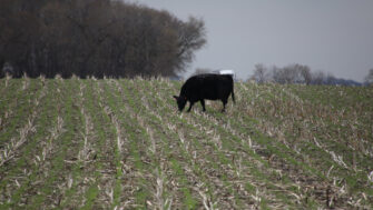 Grazing Cover Crops: It Just Makes Sense