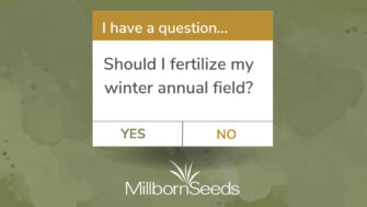 Fertilizing Winter Annuals This Spring – Yes or No?