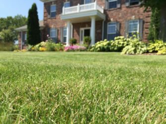 Get Your Lawn Back on Track