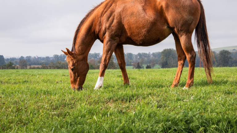 Planning a Diverse Horse Pasture - Renovo Seed