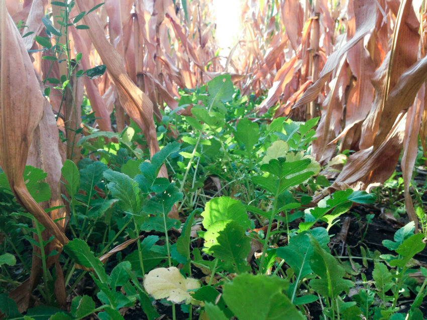 Cover Crops: A Fix For Your Waterlogged Acres | Renovo Seed