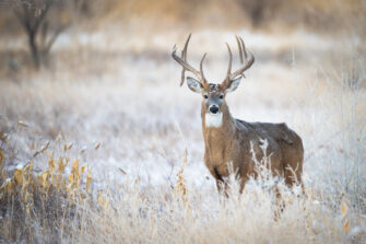 Your guide to the perfect food plot