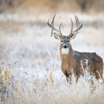 Your guide to the perfect food plot