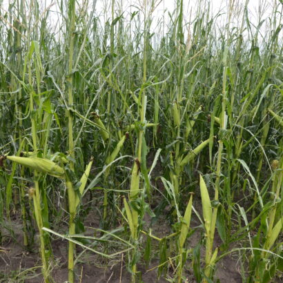Derecho recovery: A plan for crops and soil