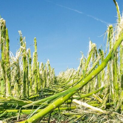 Agronomist recommends cover crops or small grains after extensive damage from hail