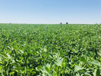 Establishing your alfalfa stand this fall