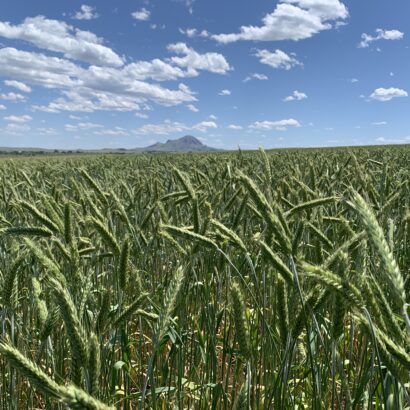 Trit-uh-kale or Trit-uh-kay-lee: The Triticale Controversy