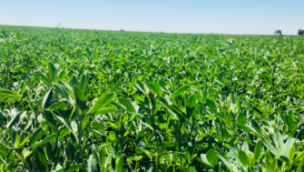 Renovo Seed® announces 2025 elite alfalfa lineup backed by extensive trials