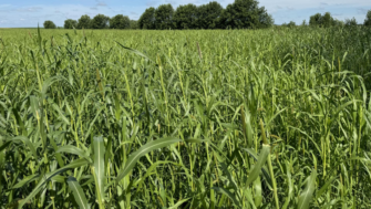 Renovo Seed launches OptiHarv forage mix at World Dairy Expo