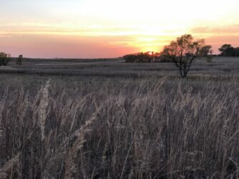 A Resurgence in Native Seedings