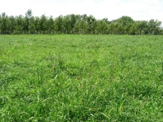 Cattle Habitat