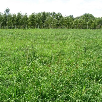 Cattle Habitat