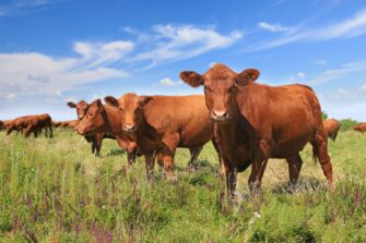 Grow the feed – grow the herd